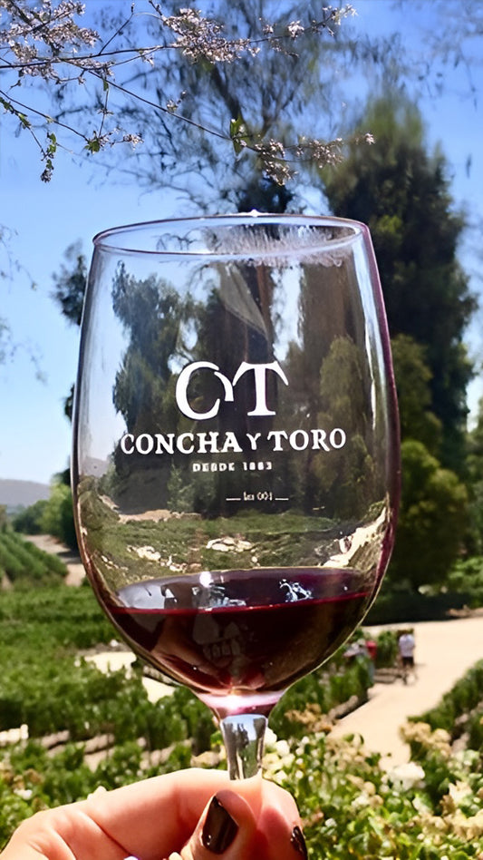 Vineyard Concha y Toro 🍷