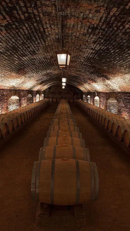 Vineyard Concha y Toro 🍷