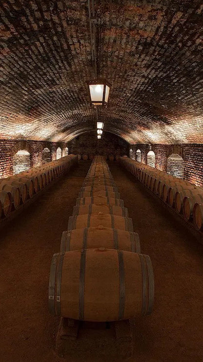 Vineyard Concha y Toro 🍷