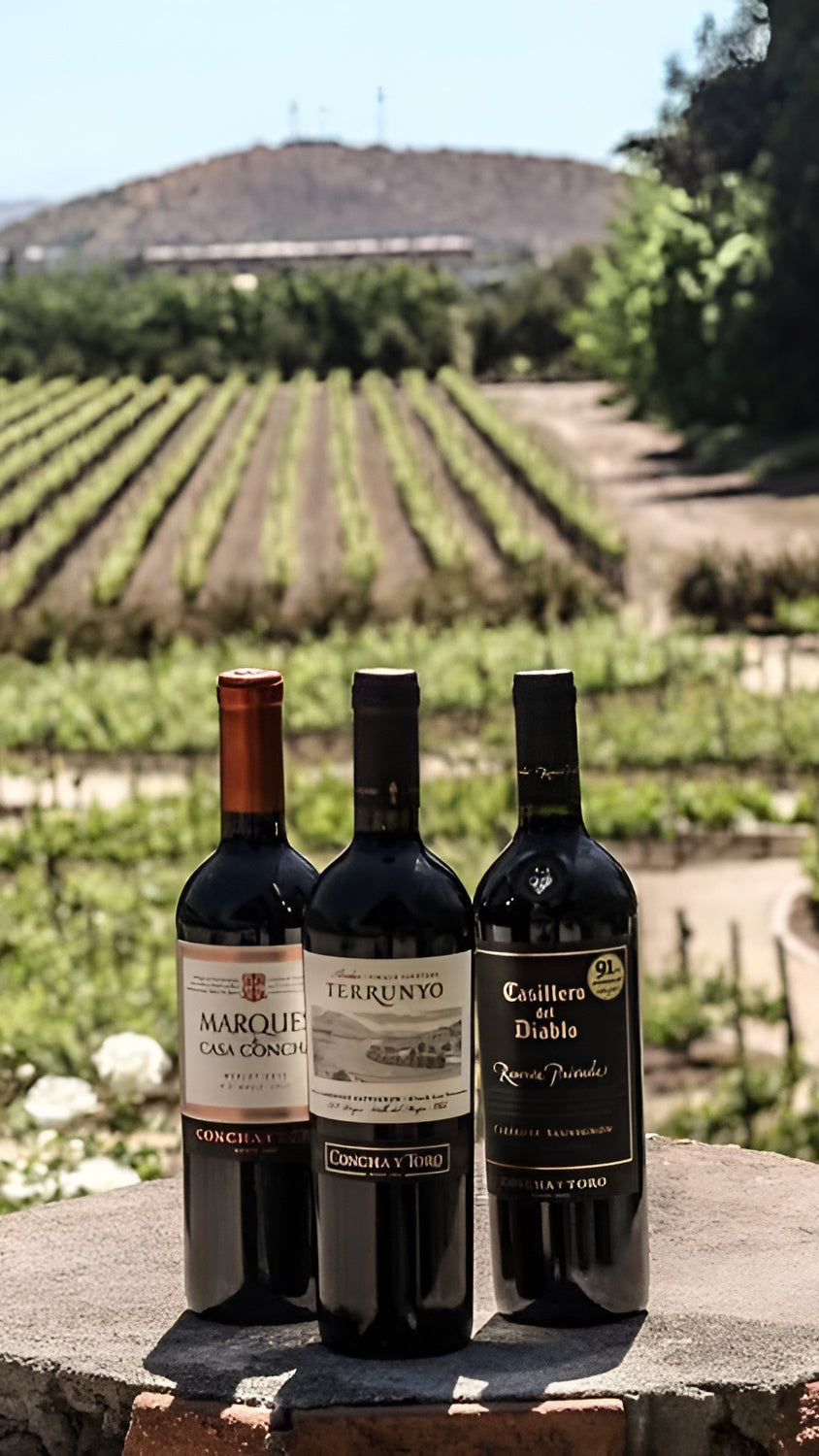 Vineyard Concha y Toro 🍷