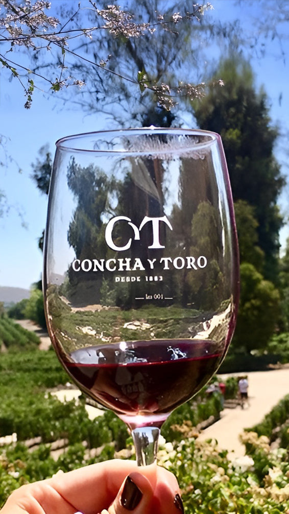 Vineyard Concha y Toro 🍷