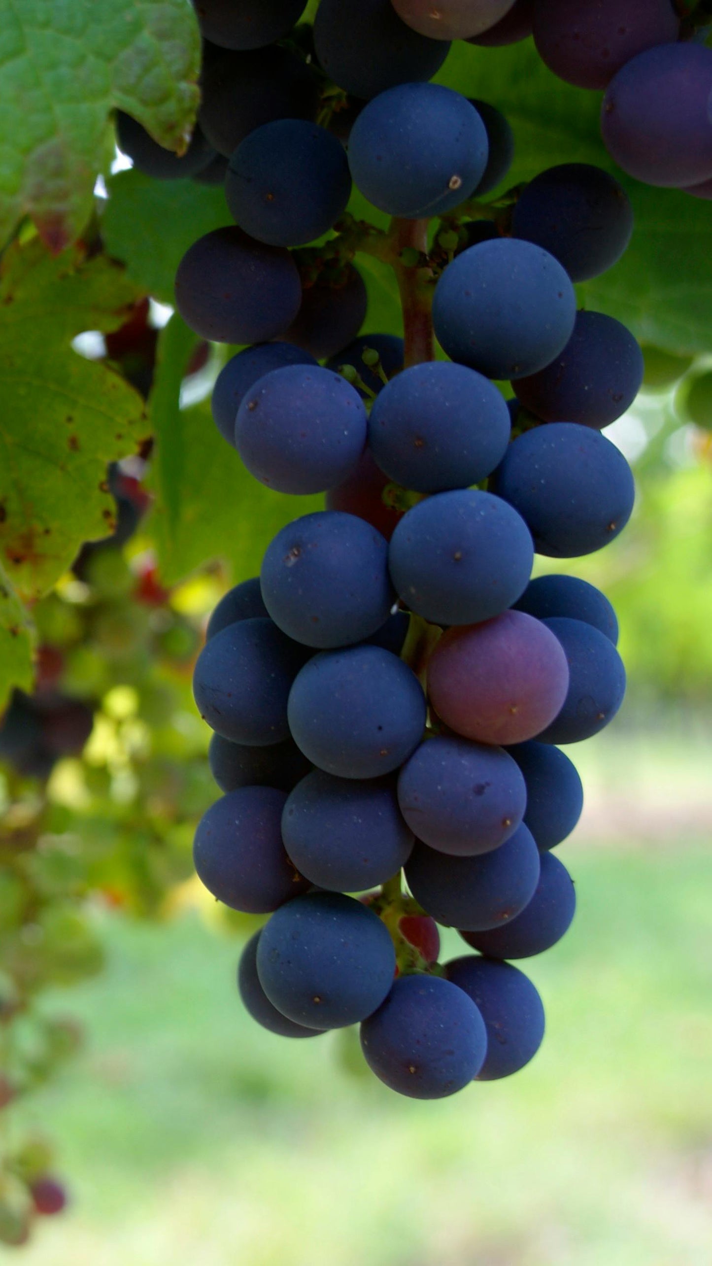 Vineyard Concha y Toro 🍷