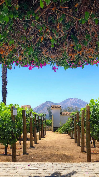 Vineyard Santa Rita 🍷
