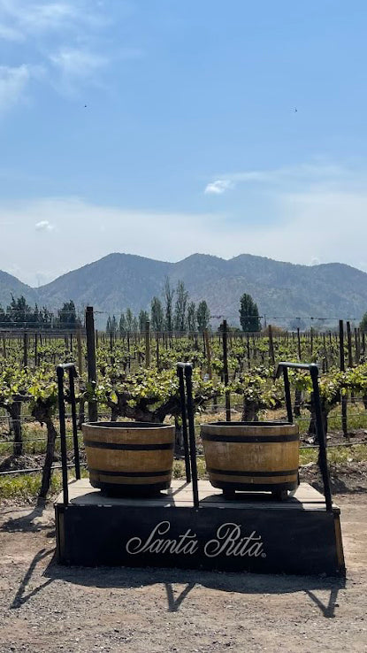 Vineyard Santa Rita 🍷