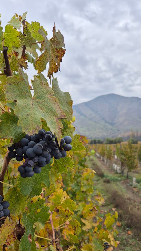 Vineyard Santa Rita 🍷