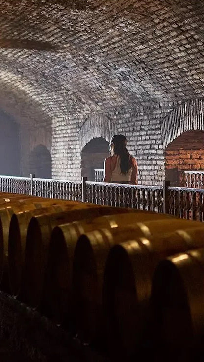 Vineyard Concha y Toro 🍷