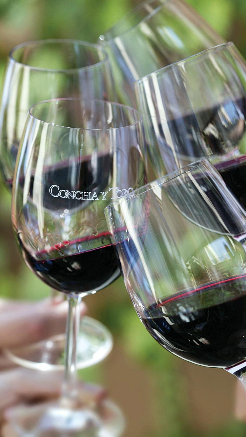 Vineyard Concha y Toro 🍷